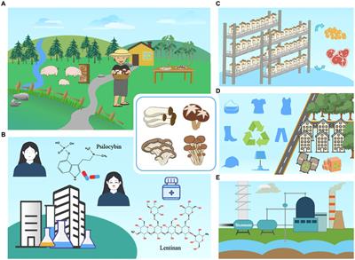 Synthetic biology enables mushrooms to meet emerging sustainable challenges